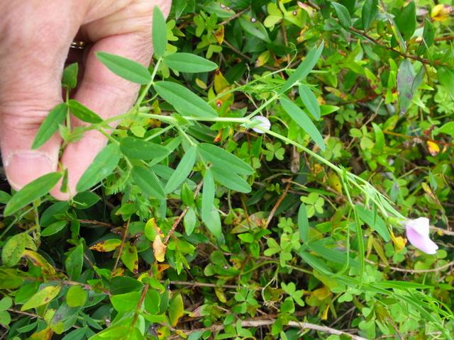 Vicia bithynica (Fabaceae)